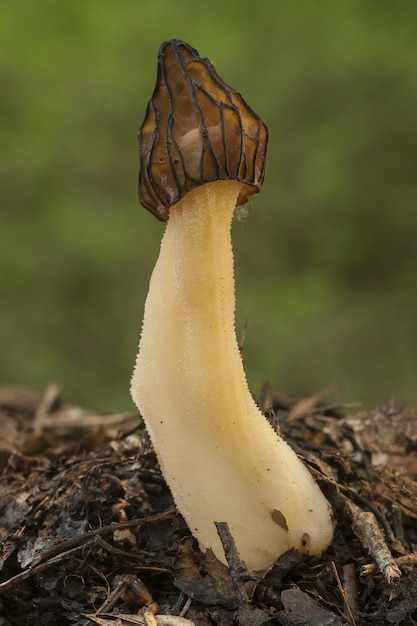 Free Photo closeup shot of an edible mushroom in a forest