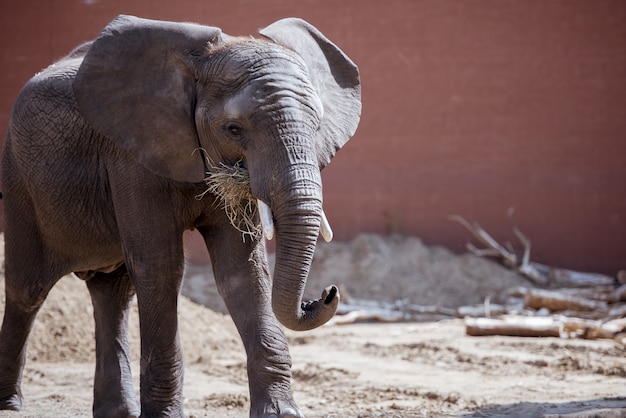 Free photo closeup shot of an elephant eating dry grassy