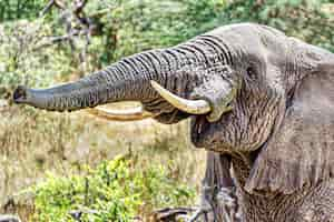 Free photo closeup shot of an elephant making trumpet sound by pushing air through its trunk