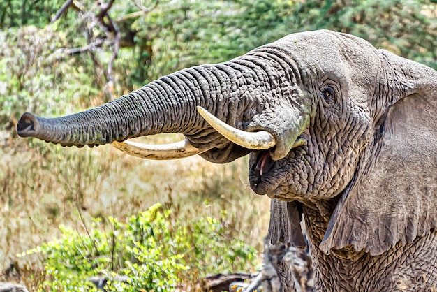 Free Photo closeup shot of an elephant making trumpet sound by pushing air through its trunk