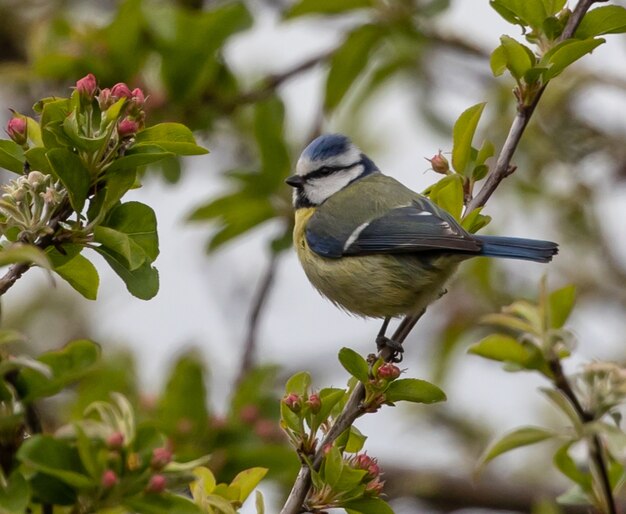 Closeup shot of a Eurasian blue tit perched on a tree branch