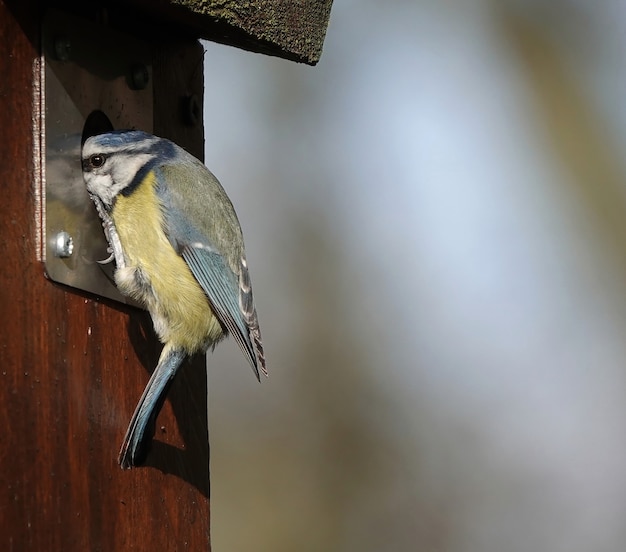 Closeup shot of a Eurasian blue tit