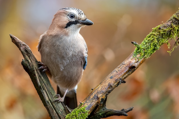 Free Photo closeup shot of a eurasian jay sitting on a branch