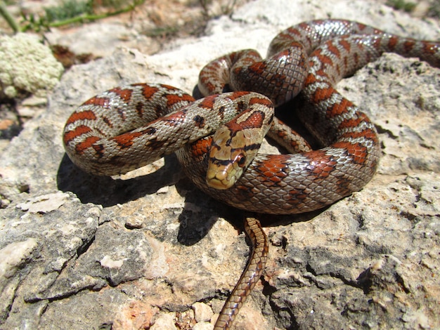 Closeup shot of a European rat snake coiled on stones