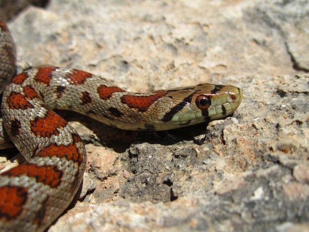 Free Photo closeup shot of a european rat snake crawling on a rock