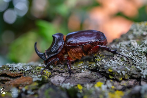 Free photo closeup shot of a european rhinoceros beetle