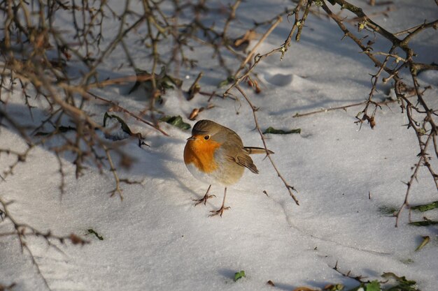 Closeup shot of a European robin bird in a winterpark covered with snow