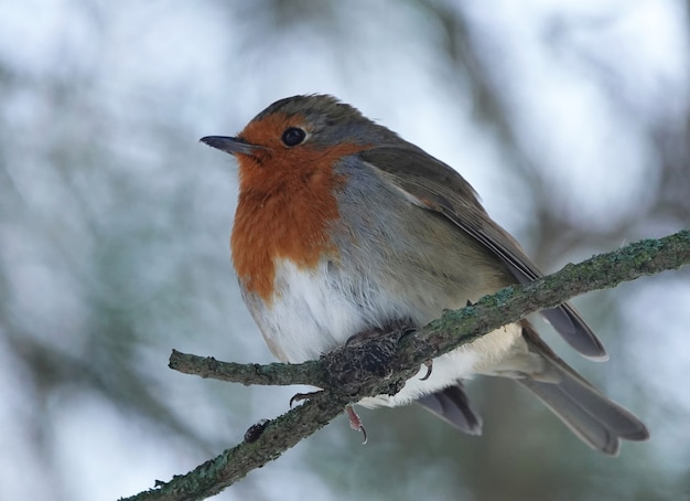 Free Photo closeup shot of a european robin on a branch