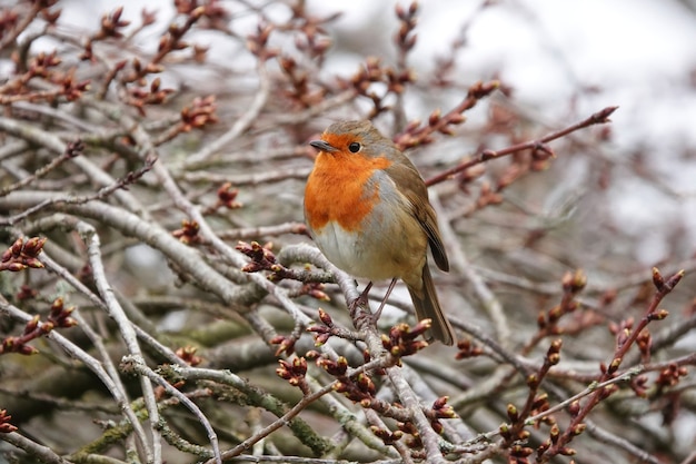 Free photo closeup shot of a european robin on branch