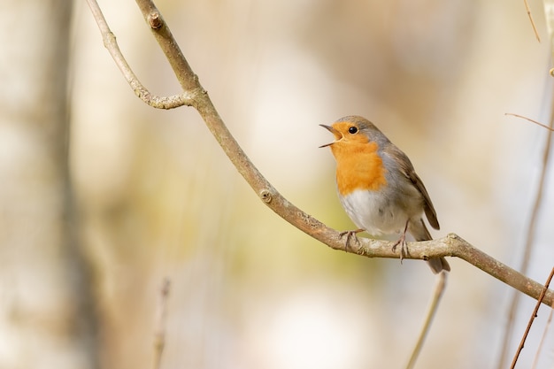 Free photo closeup shot of a european robin standing on the branch of a tree