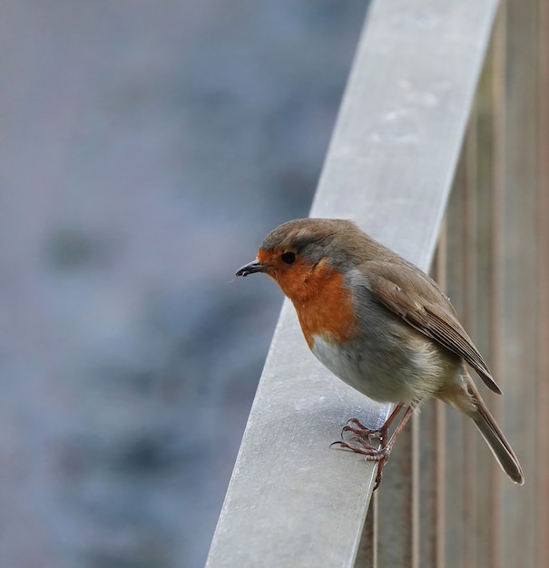 Closeup shot of a European Robin