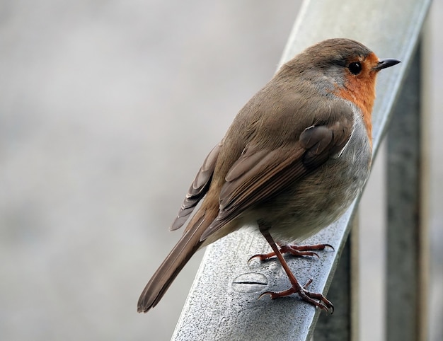 Free photo closeup shot of a european robin