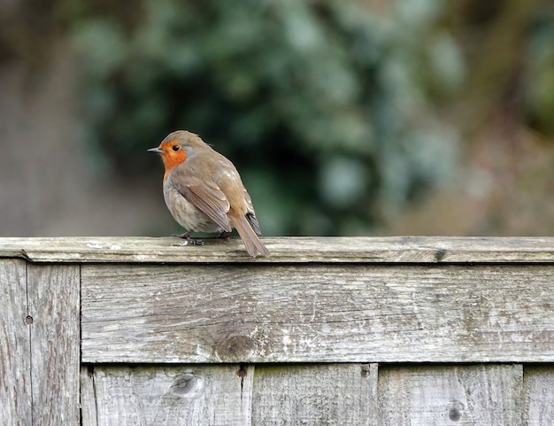 Free Photo closeup shot of a european robin