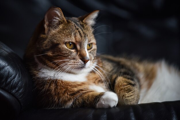 Closeup shot of a European shorthair cat laying on a black leather couch