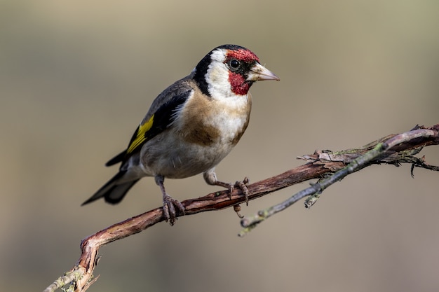 Free Photo closeup shot of an exotic bird resting on the small branch of a tree