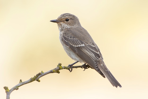 Closeup shot of an exotic sparrow sitting on the small branch of a tree