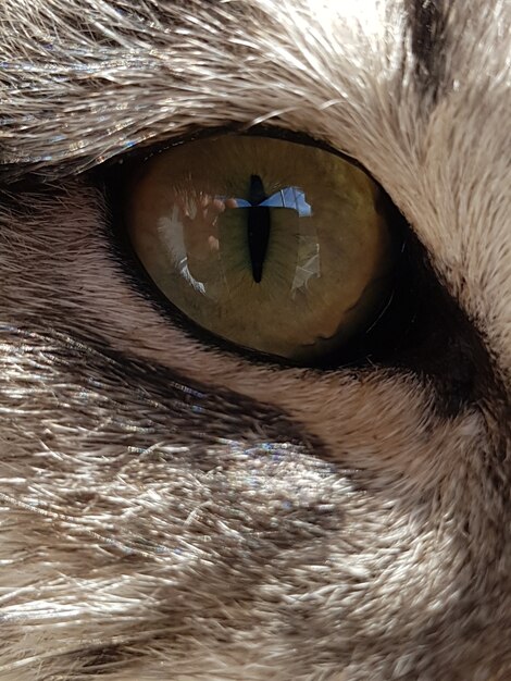 Closeup shot of the eye of an animal with white fur