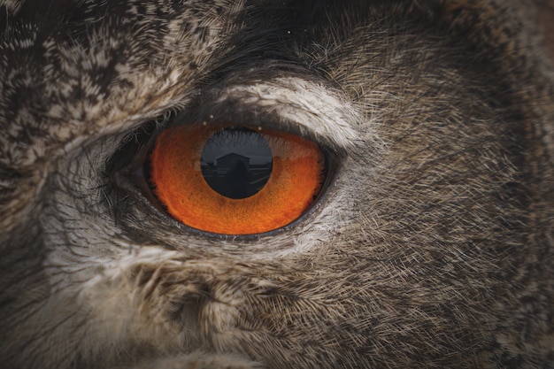 Closeup shot of the eye of a Eurasian Eagle Owl in daytime