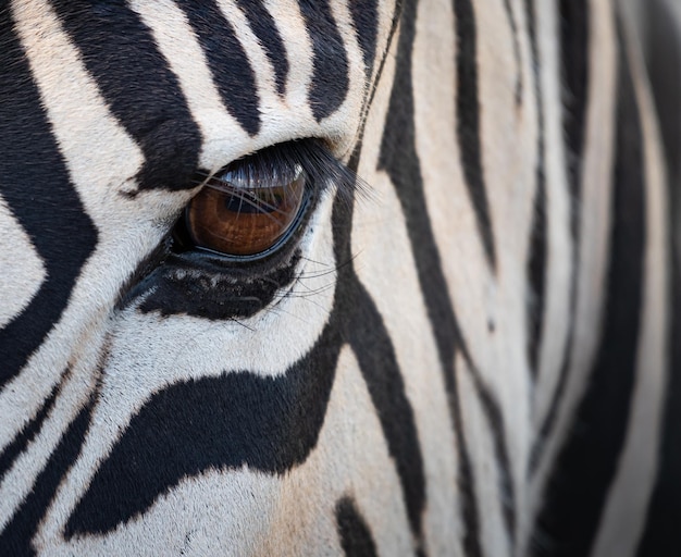 Free photo closeup shot of the eyes of a zebra under the sunlight at daytime