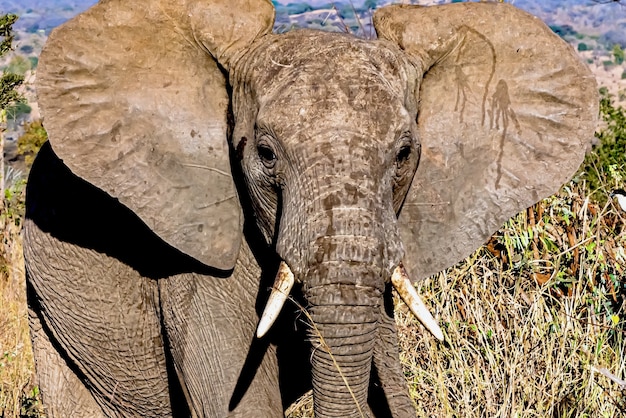 Free photo closeup shot of the face of a cute elephant with big ears in the wilderness