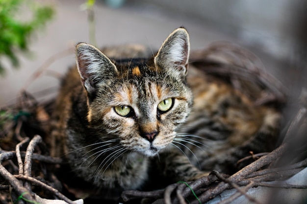 Closeup shot of a face of a street striped cat