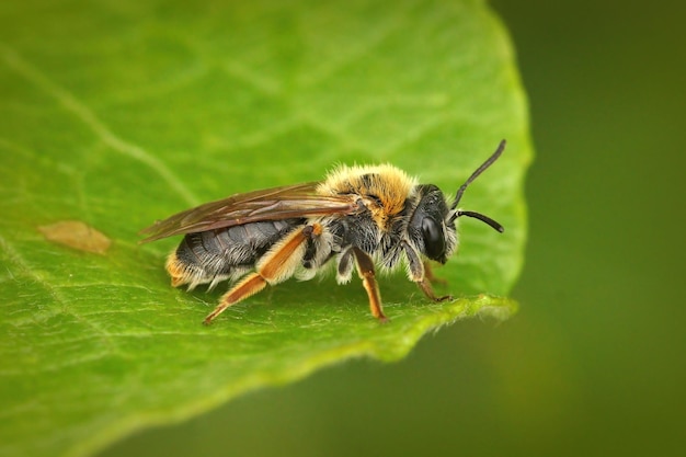 Free photo closeup shot of a female early mining bee, andrena haemorrhoa on a green lea