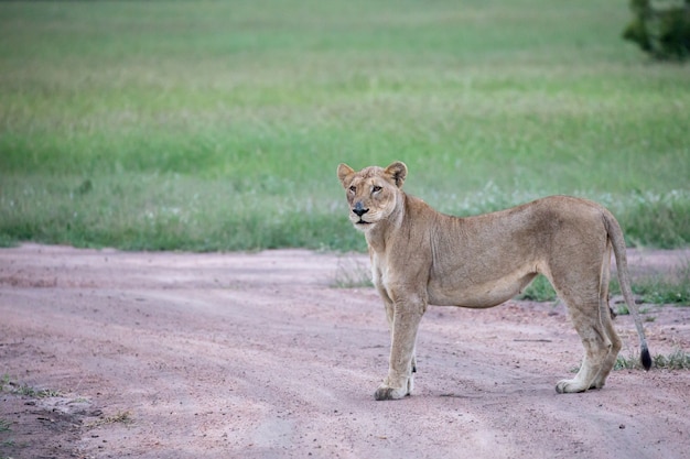 Free photo closeup shot of a female lion standing on the road near the green valley