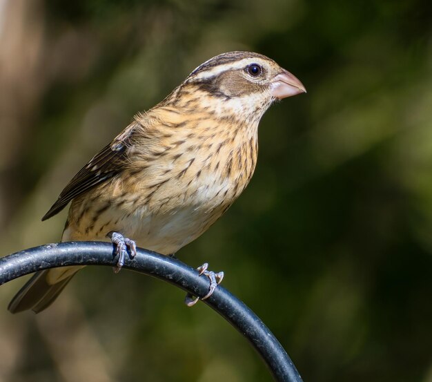 Closeup shot of a female RoseBreasted Grosbeak Clarksville Tennessee