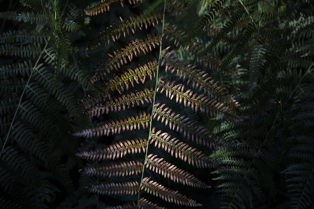 Free photo closeup shot of a fern leaves