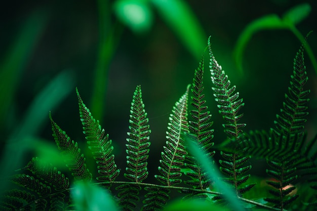 Closeup shot of ferns, the spots on the fern are the spores