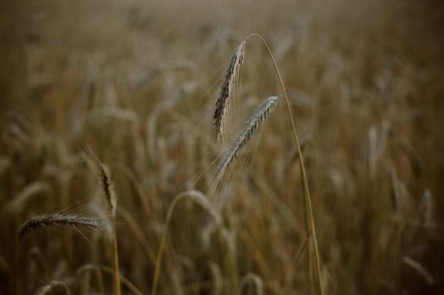 Free Photo closeup shot of a field of triticale wheat at sunset