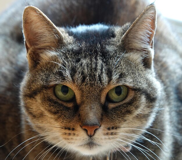 Closeup shot of a fierce-looking cat