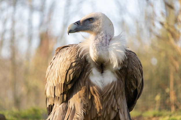 Free photo closeup shot of a fierce looking vulture with a beautiful display of its feather collar