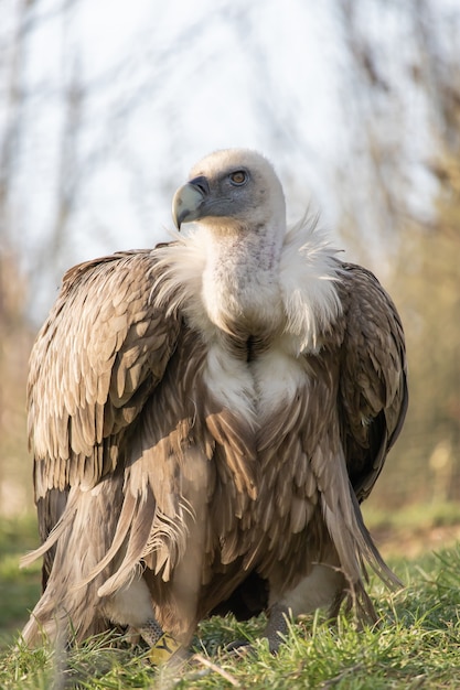 Free Photo closeup shot of a fierce looking vulture with  a beautiful display of its plumage