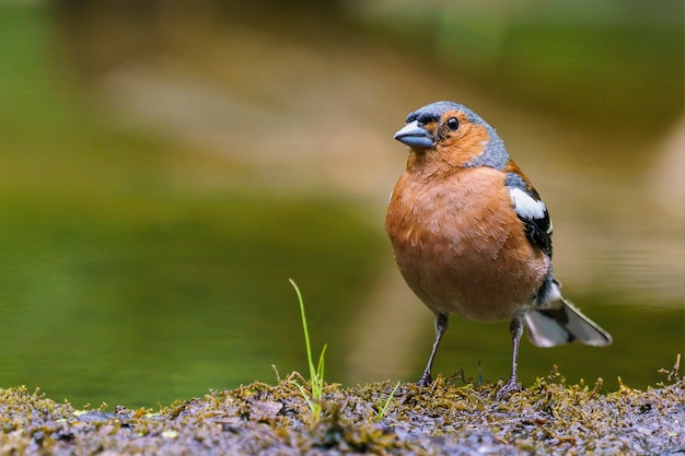 Closeup shot of a finch perched on a rock with a blurred background