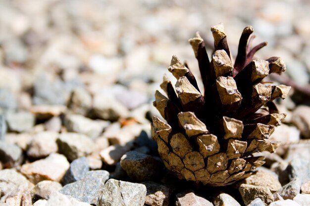 Closeup shot of a fir cone on small rocks