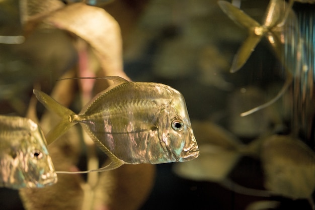 Free photo closeup shot of fish underwater