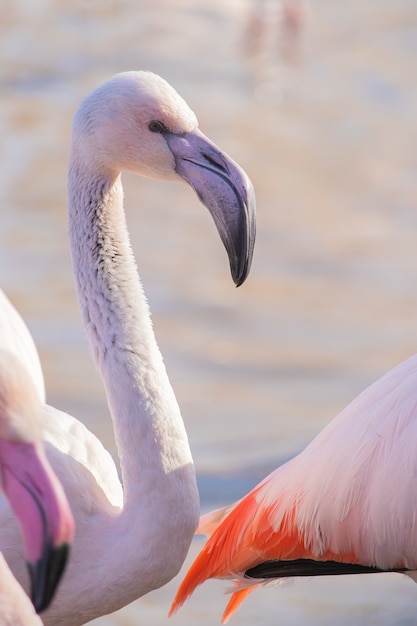 Closeup shot of a flamingo showing its distinct curved beak