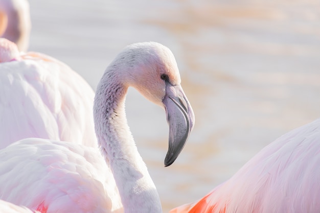 Closeup shot of a flamingo showing its distinct curved beak