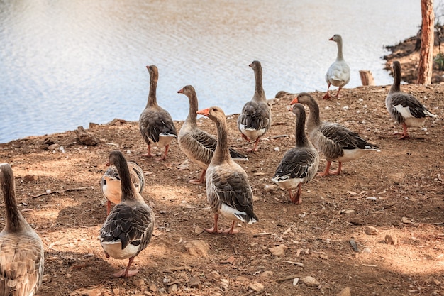 Free photo closeup shot of a flock of geese near a pond