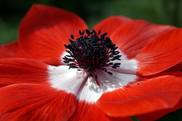 Free photo closeup shot of a flower with stamens