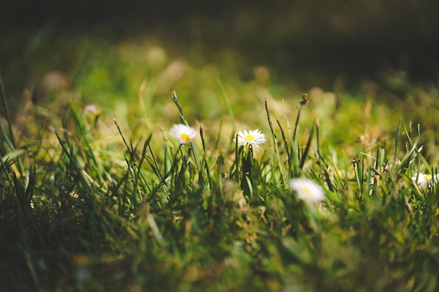 Free Photo closeup shot of flowers in a grassy field on a suuny day at golden gate park in sf