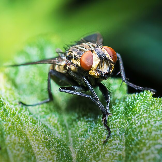 Closeup shot of a fly on a green leaf with blurred background