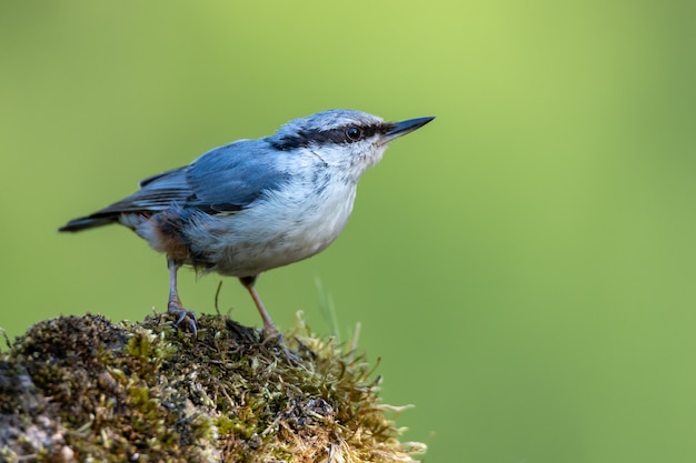 Closeup shot of a flycatcher bird perched on a rock covered with moss