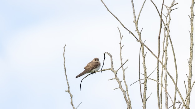 Free Photo closeup shot of flycatcher perched on a tree branch