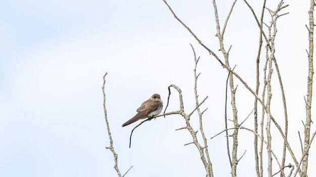 Closeup shot of flycatcher perched on a tree branch