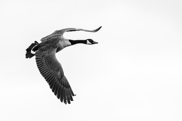 Closeup shot of a flying goose with a clear white