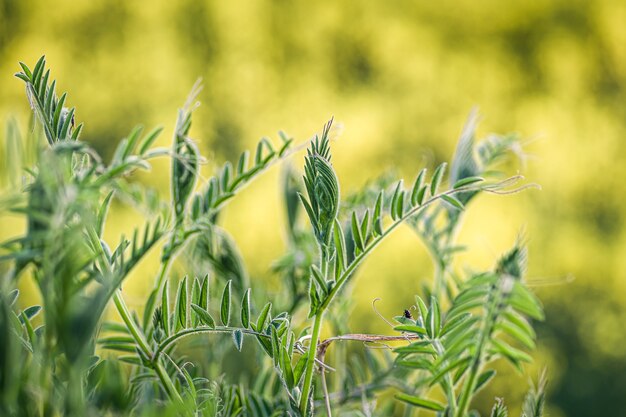 Closeup shot of fresh green grass on a blurred nature