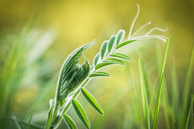 Closeup shot of fresh green grass on a blurred