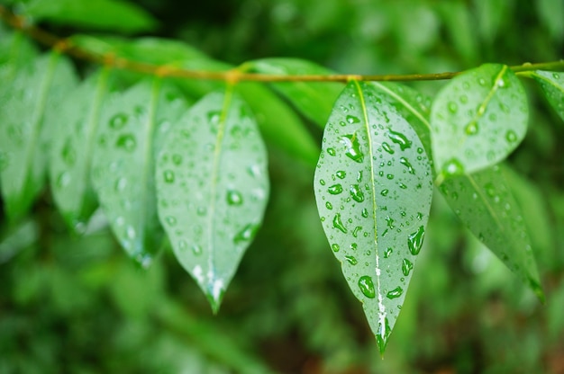 Free photo closeup shot of fresh green leaves covered with dewdrops